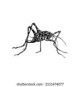 Camel Cricket hand drawing vector illustration isolated on white background