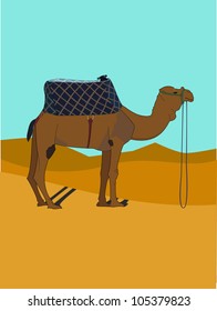 Camel in a desert