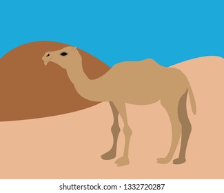 A camel in the desert