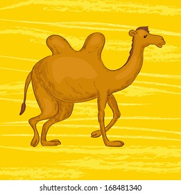 Camel in desert