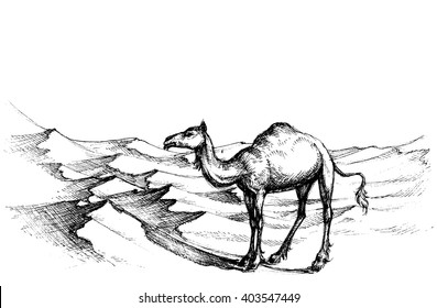 Camel in the desert