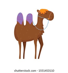 camel desert animal on white background vector illustration