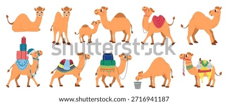 Camel desert animals. Funny camels lying, standing walking. Cartoon arabian pets with saddles and carpets, decorative seats. Cute animal classy vector clipart