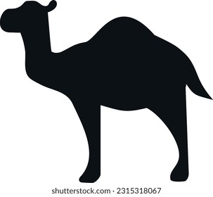 camel desert arab Egypt mammal animal 229