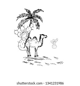 Camel in the desert, cacti and palm tree.   Vector illustration.
