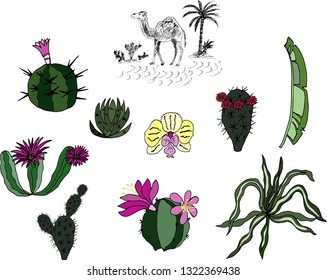 Camel in the desert and cacti. Set. Vector illustration.