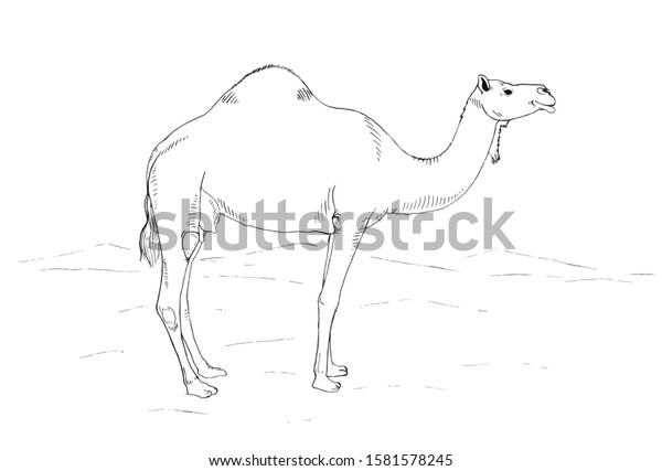 Camel in the desert coloring\
page