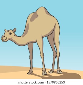 camel in the desert illustration - vector