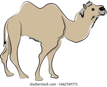 Kamel in der Wüste, Vektorgrafik auf weißem Hintergrund.