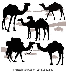 Camel desert silhouette. Camel caravan going through the desert, vector illustration. Desert grass Panicum Turgidum