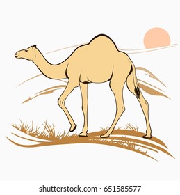 Camel in desert with sun in background - Vector