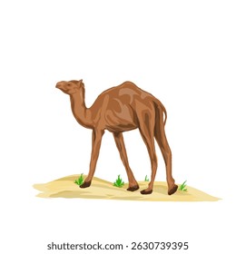 um camelo no deserto sem um fundo