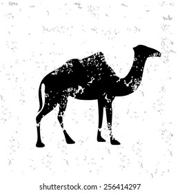 Camel design on old paper,grunge vector