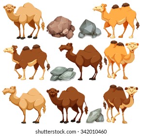 Camel in different poses illustration