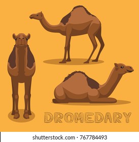 Camel Dromedary Cartoon Vector Illustration