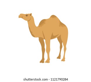 Camel Isolated On White Background Stock Photo (Edit Now) 1221264274