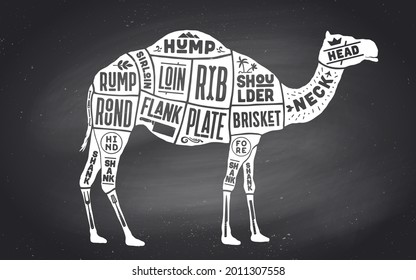 Camel, dromedary. Scheme, diagram, chart camel, butcher guide. Vintage retro print, art typography. Black-white chalk graphic design on chalkboard. Poster for Butchery meat shop. Vector Illustration