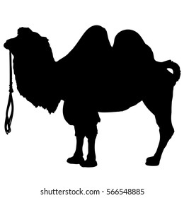 camel or dromedary silhouette. Vector black and white illustration