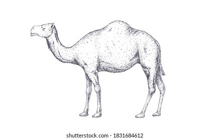 Camel, dromedary. Vintage retro print, black white camel drawing, engrave old school style. Sketch artwork silhouette camel on white background. Side view profile. Vector Illustration