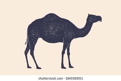 Camel, dromedary. Vintage retro print, black white camel drawing, grunge old school style. Isolated black silhouette camel on white background. Side view profile. Vector Illustration