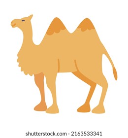 Camel Even-toed Ungulate as Traditional Istanbul Transport Vector Illustration