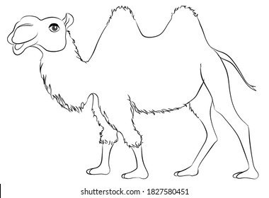 Camel goes Coloring Page vector. Coloring book anti-stress for adults and children. Black and white.