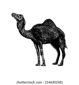 camel hand drawing vector illustration isolated on white background
