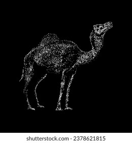 camel hand drawing vector isolated on black background.