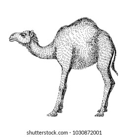 Camel. Hand drawn vector illustration. Can be used separately from your design. Line art style of drawing, hand made with ink pen. Black and white image.