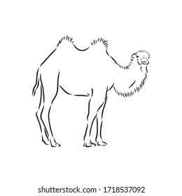 Camel. Hand drawn vector illustration. 