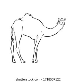 Camel. Hand drawn vector illustration.  