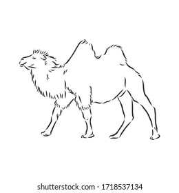 Camel. Hand drawn vector illustration.  
