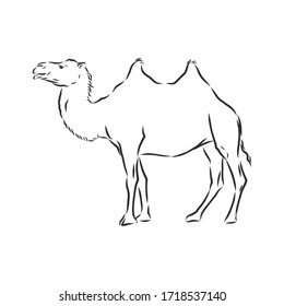Kamel. handgezeichnete Vektorgrafik 