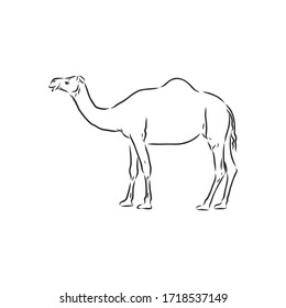 Camel. Hand drawn vector illustration.  
