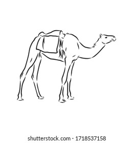 Camel. Hand drawn vector illustration. 
