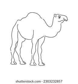 Camel. Hand drawn vector illustration.