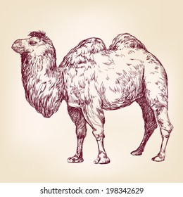 camel - hand drawn vector llustration realistic sketch