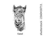 Camel head, hand drawn sketch in vector, vintage illustration of animal in engraving style