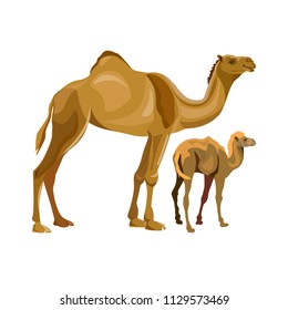 A camel with her calf . Vector illustration isolated on white background