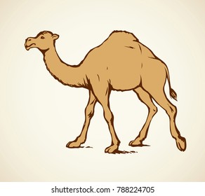 Camel is herbivorous enduring mammal with hump isolated on white background. Freehand outline ink hand drawn picture sketch in art doodle style pen on paper. Side view with space for text