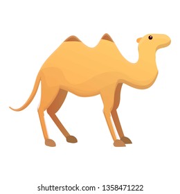 Camel icon. Cartoon of camel vector icon for web design isolated on white background