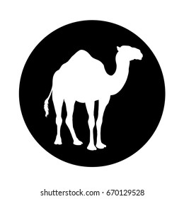 Camel icon, Cut in a black circle. No background
