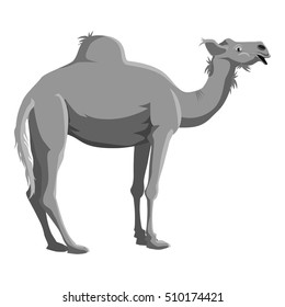 Camel icon. Gray monochrome illustration of camel vector icon for web