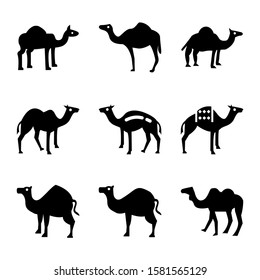 camel icon isolated sign symbol vector illustration - Collection of high quality black style vector icons
