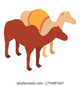 Camel icon. Isometric illustration of camel vector icon for web