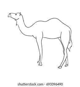 Camel Icon Outline