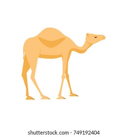 Camel icon. Stock vector illustration of a mammal animal in flat style isolated on white background.