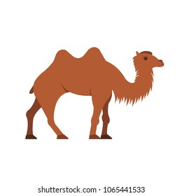 Camel icon vector. Camel sign on white background. Camel icon for web and app