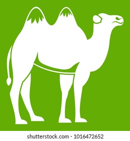 Camel icon white isolated on green background. Vector illustration