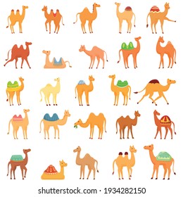 Camel icons set. Cartoon set of camel vector icons for web design